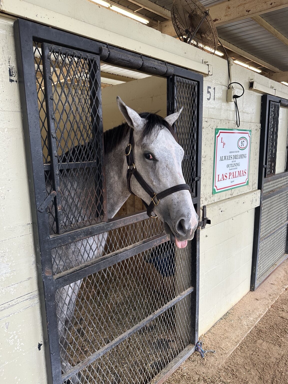 Hip 97 looking out from his stall at the OBS October Yearling Sale