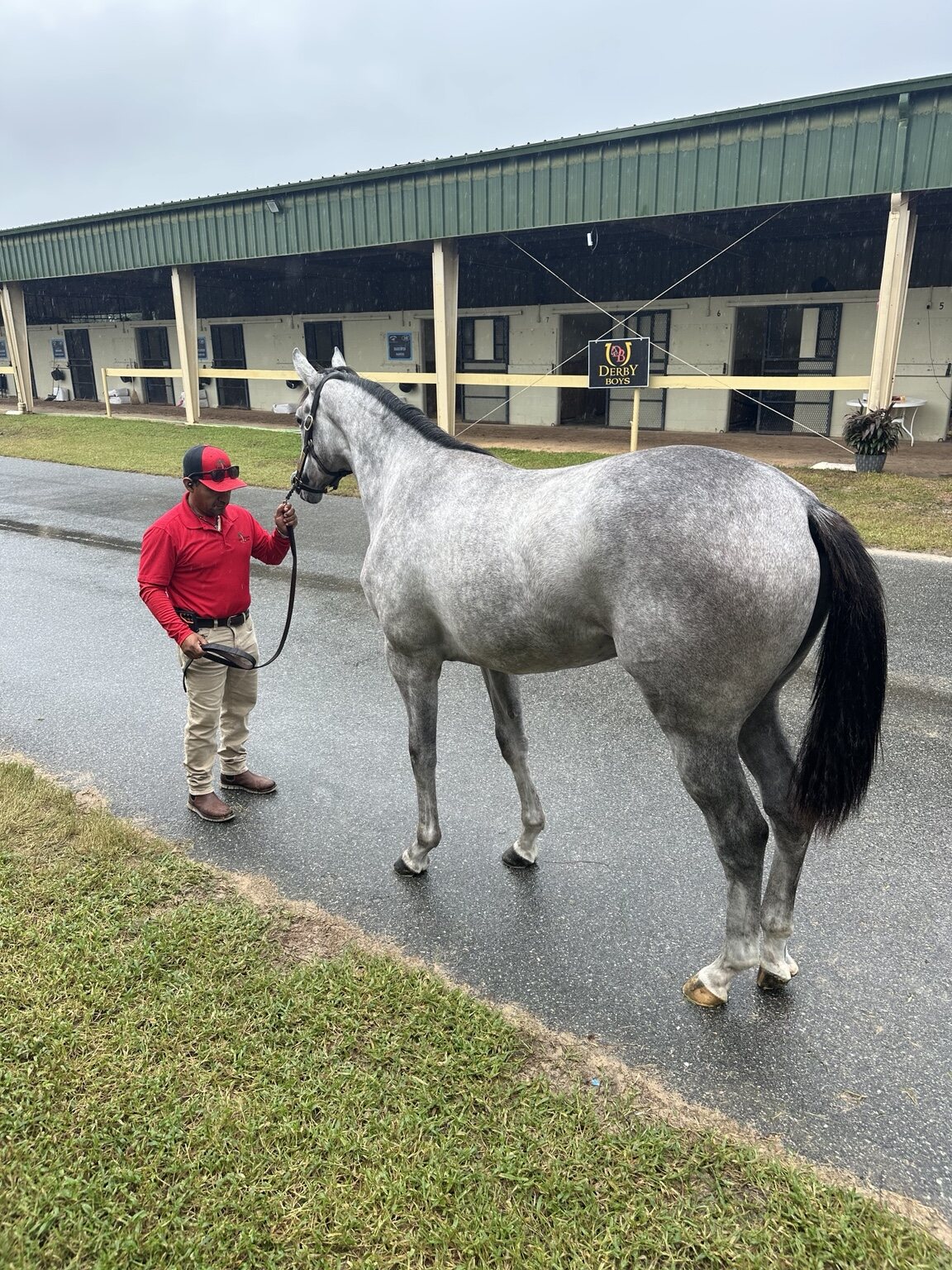 Hip 97 being shown outside the barn at OBS