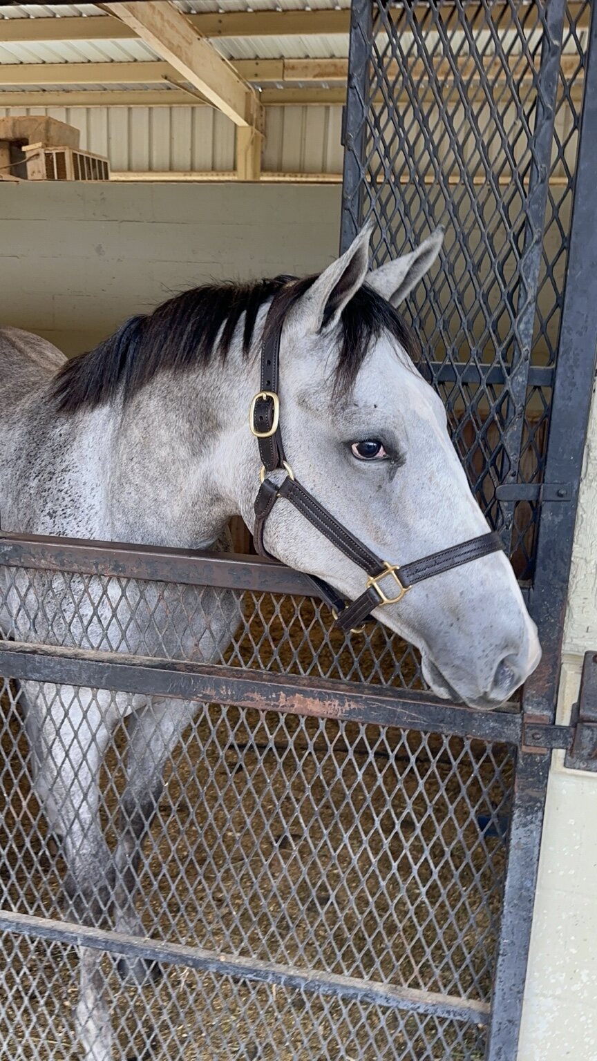 Portrait of the gray Always Dreaming colt at his stall