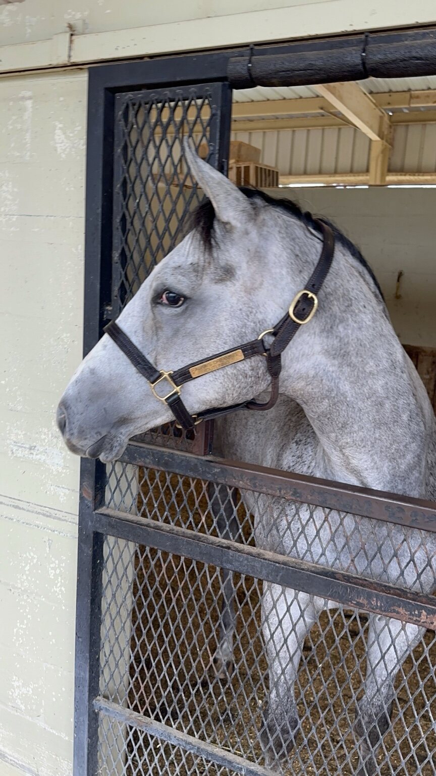 Profile of Hip 97 at the OBS October sale