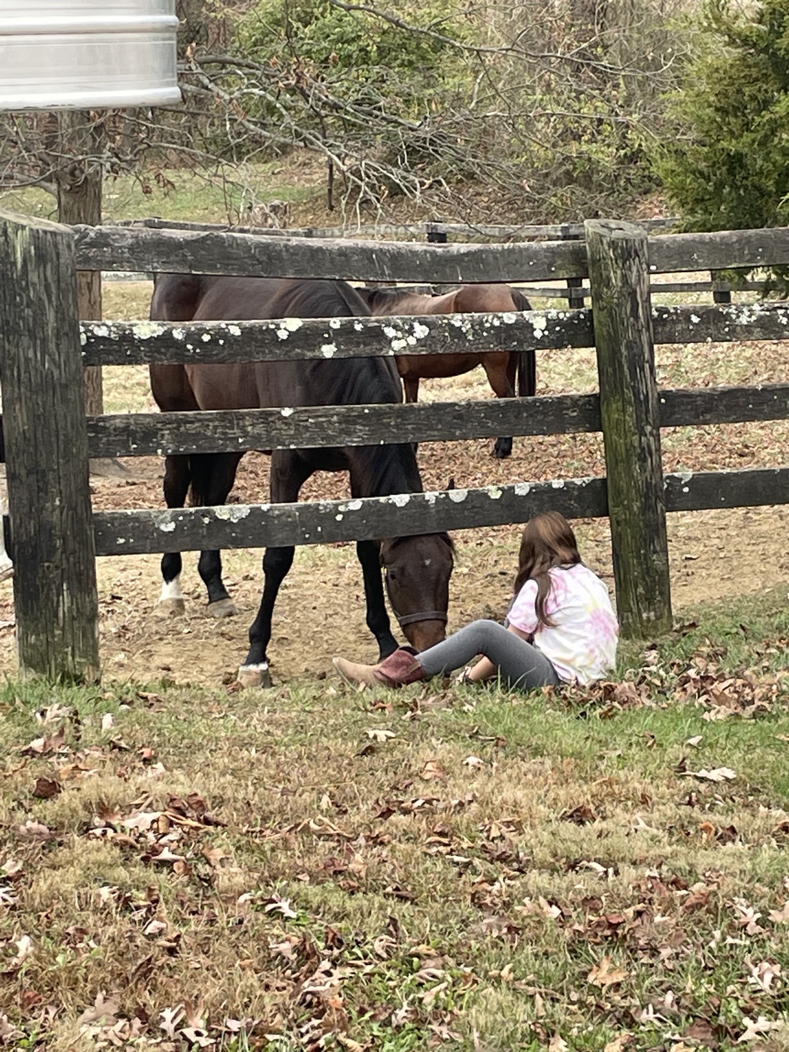 Rachel seated by the fence as Daisy lowers her head