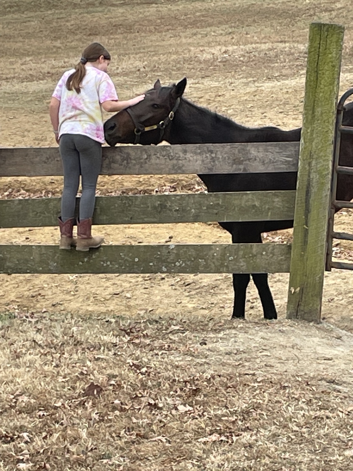 Rachel visiting Daisy beside the fence