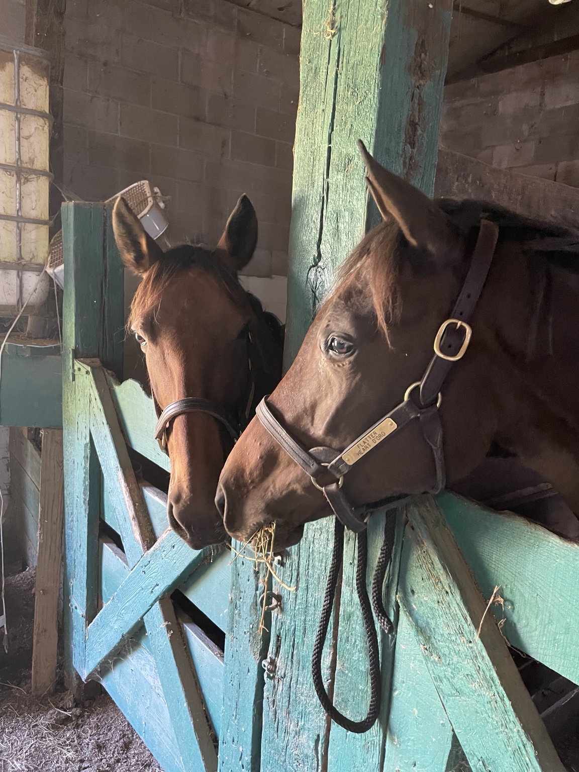 Daisy settling into the barn at Bannon Woods Farm