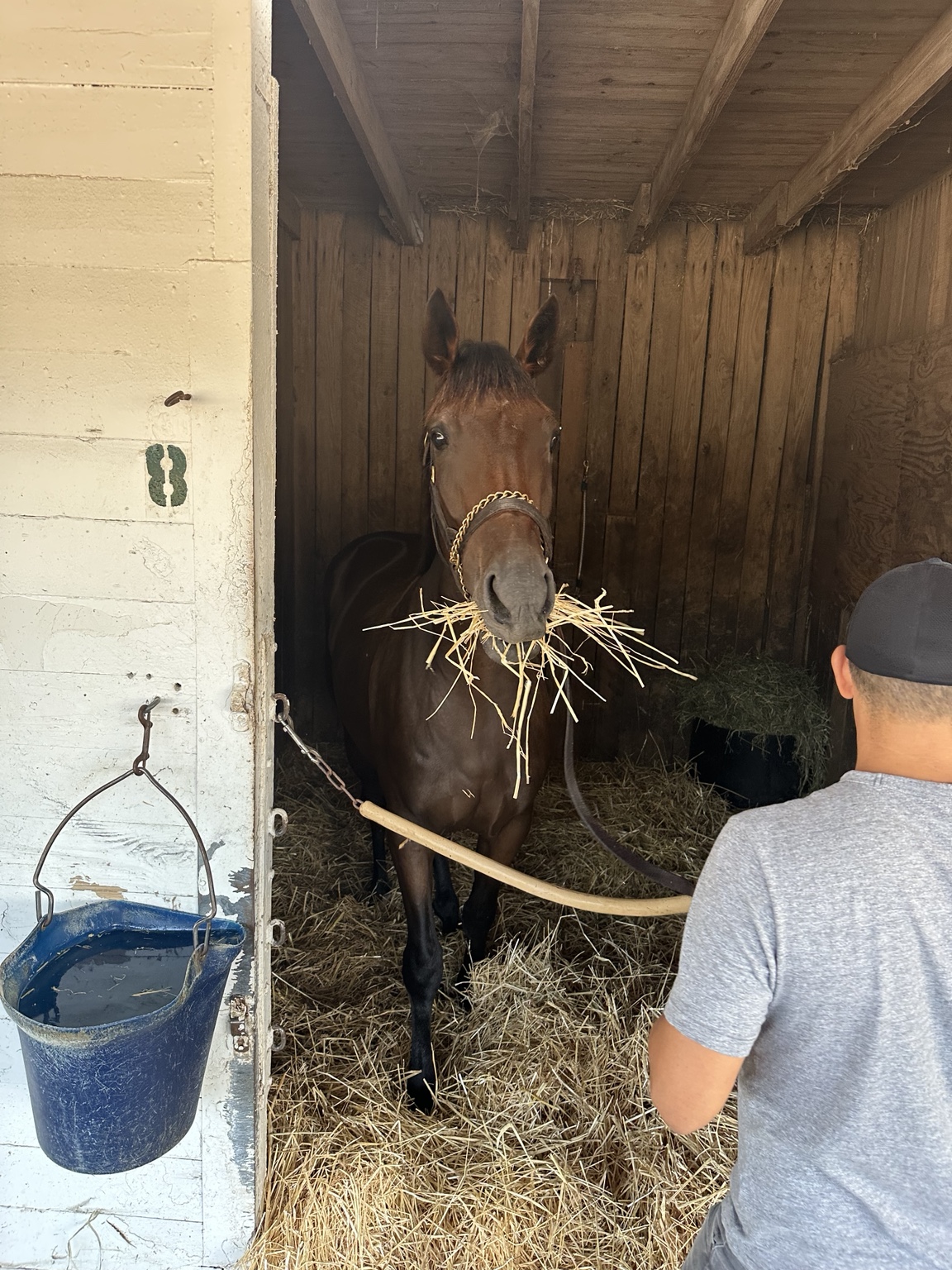 Daisy arriving in her Churchill Downs stall