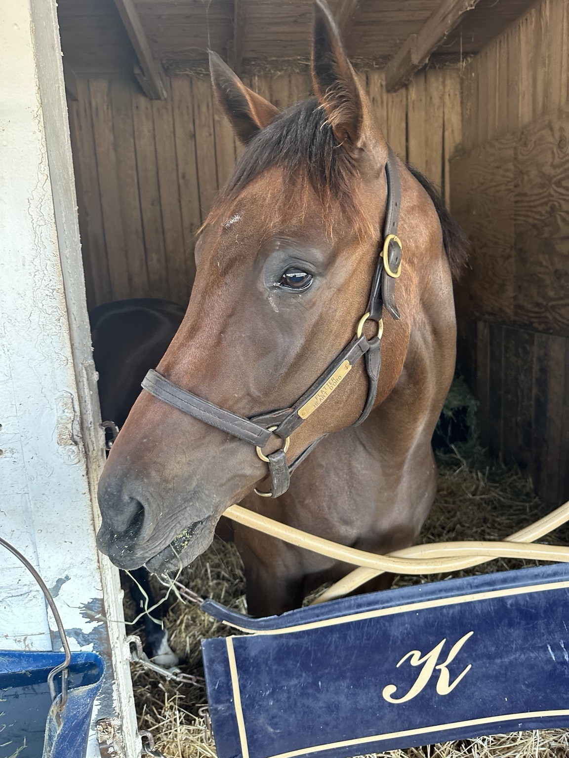 Daisy settled into Eddie Kenneally's barn