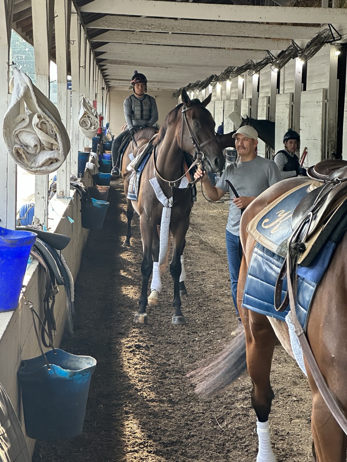 Daisy preparing to train at Churchill Downs