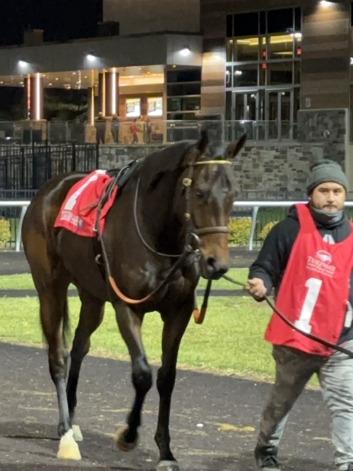 Daisy being led through the Turfway Park paddock