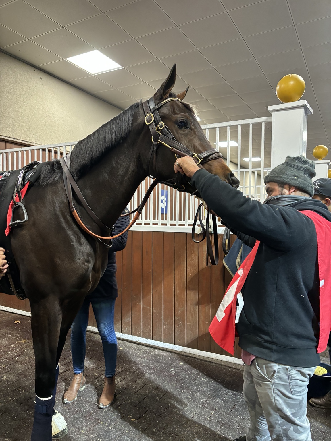 Daisy being prepared for her final race under the Dunamis colors