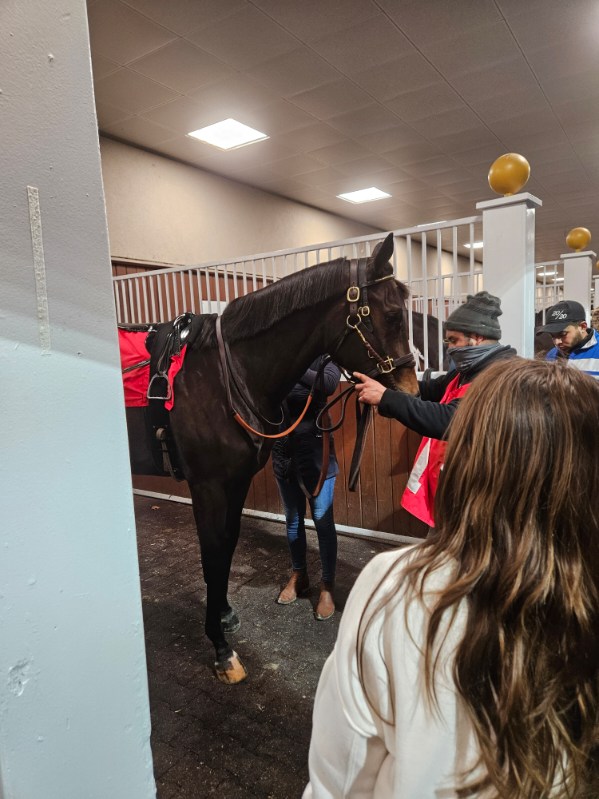 Daisy being saddled for the last time under our colors