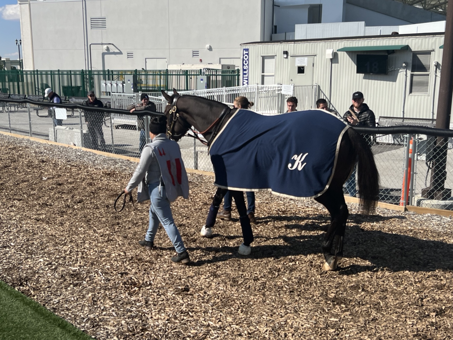 Daisy walking through the Churchill Downs paddock
