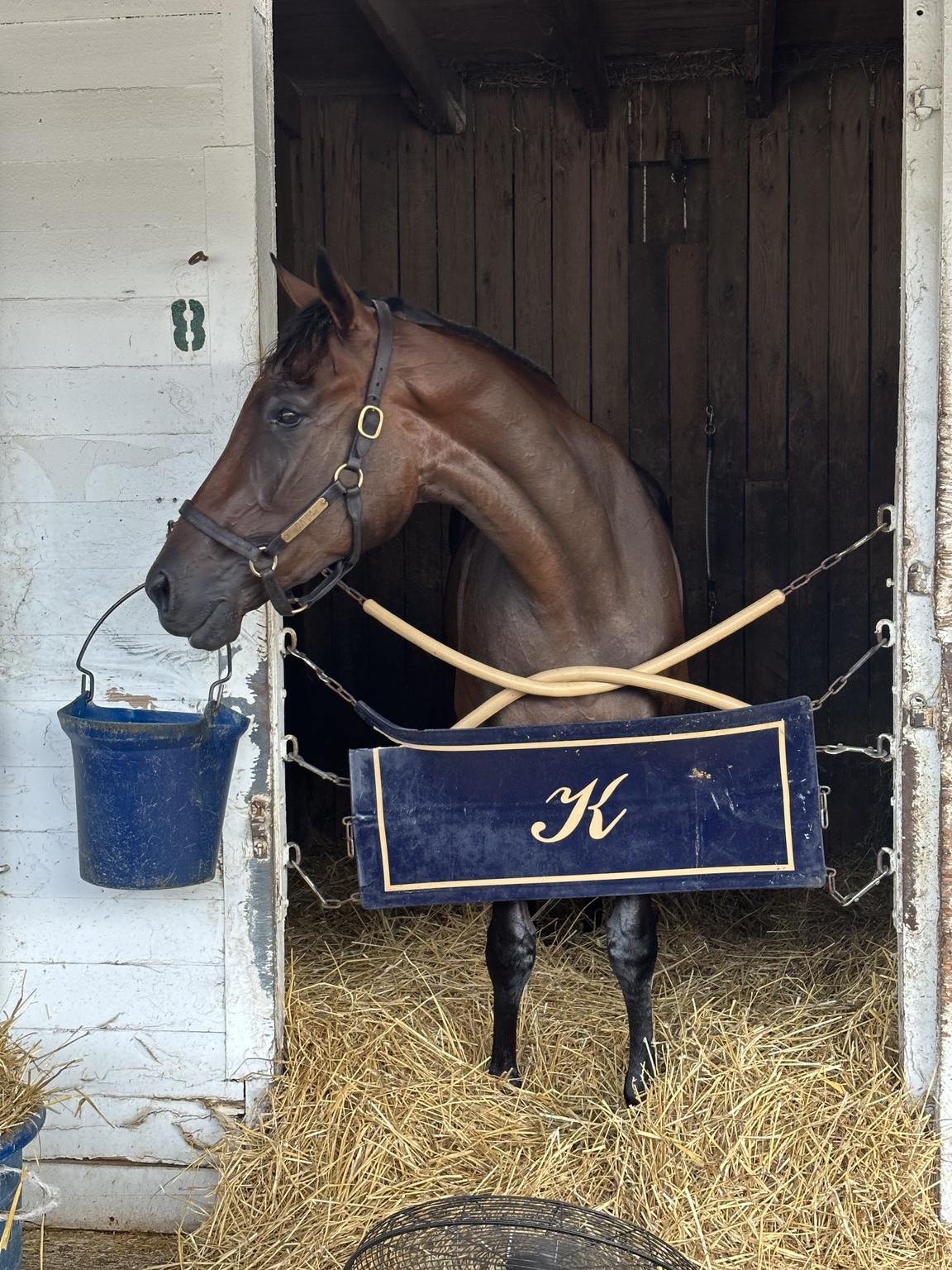 Flattering Heart, known to the family as Daisy, standing in her Churchill Downs stall