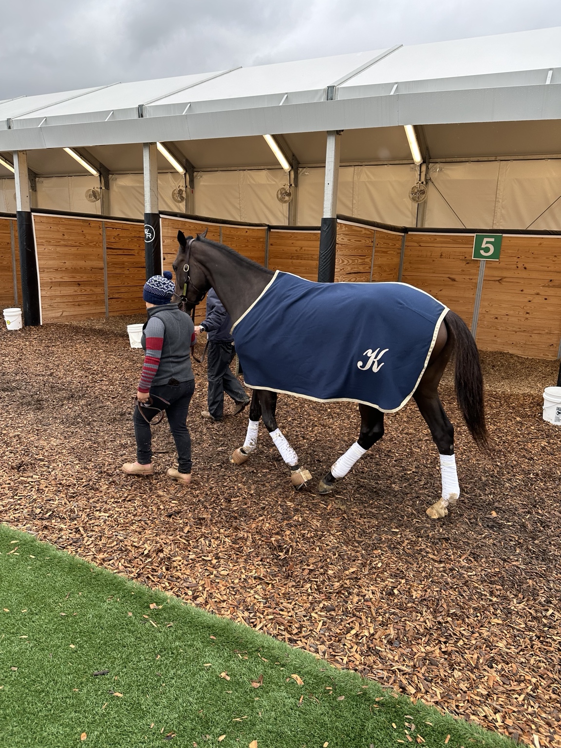 Daisy during paddock schooling