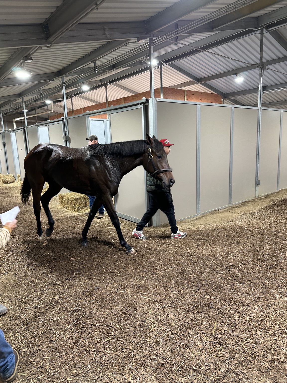 Daisy walking in the test barn after her second-place finish