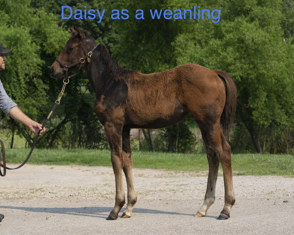 Daisy as a weanling