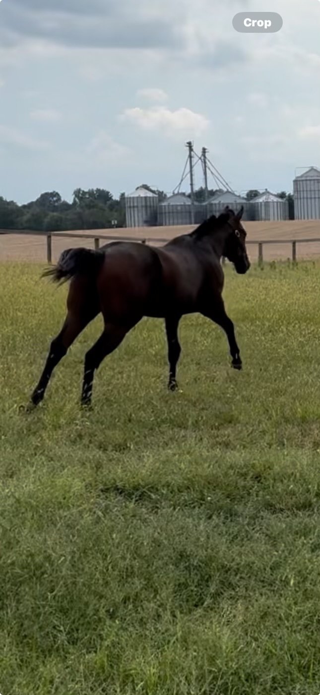 Global Campaign colt enjoying turnout at Eric Foster's farm