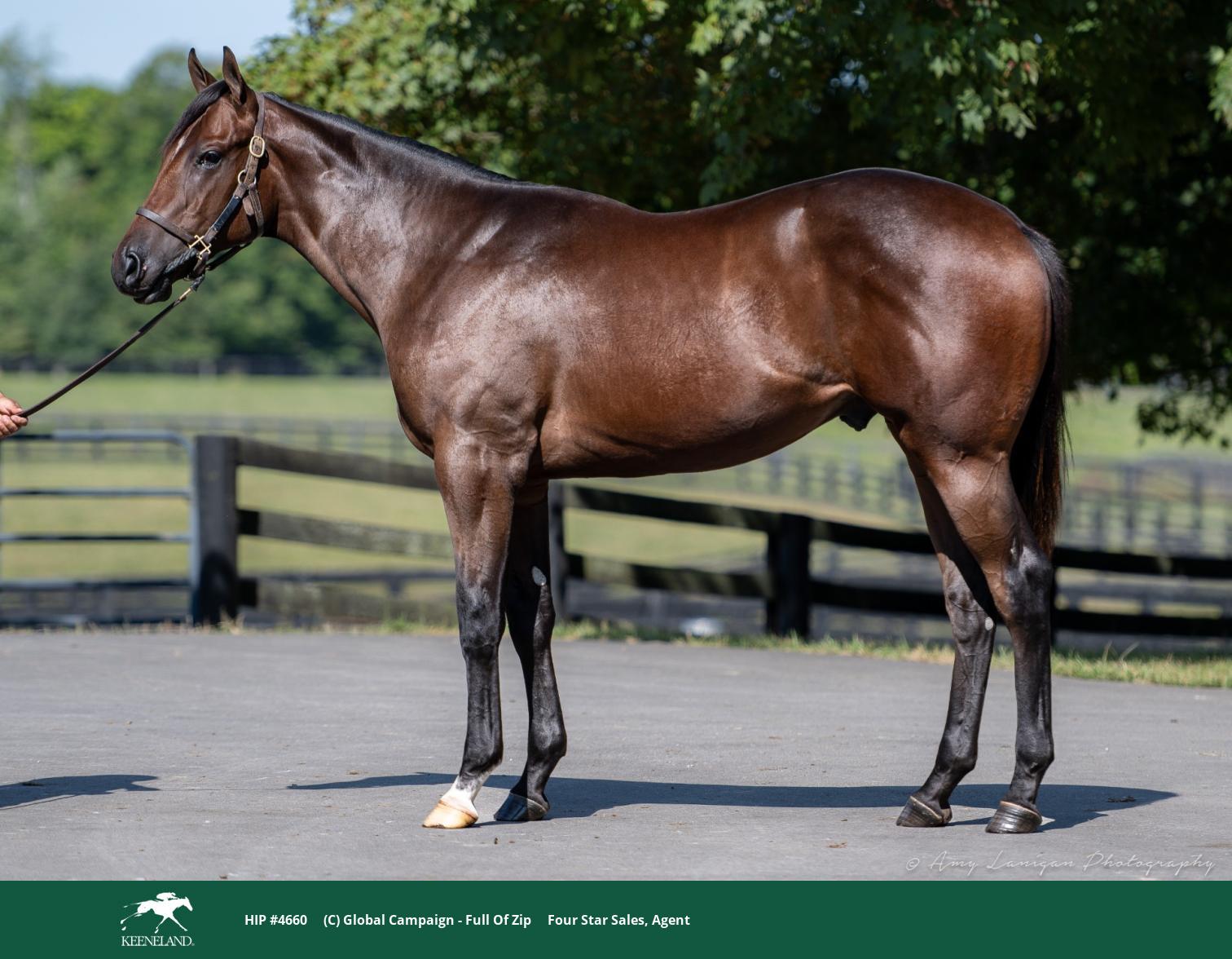 Global Campaign colt as Keeneland September Hip 4660