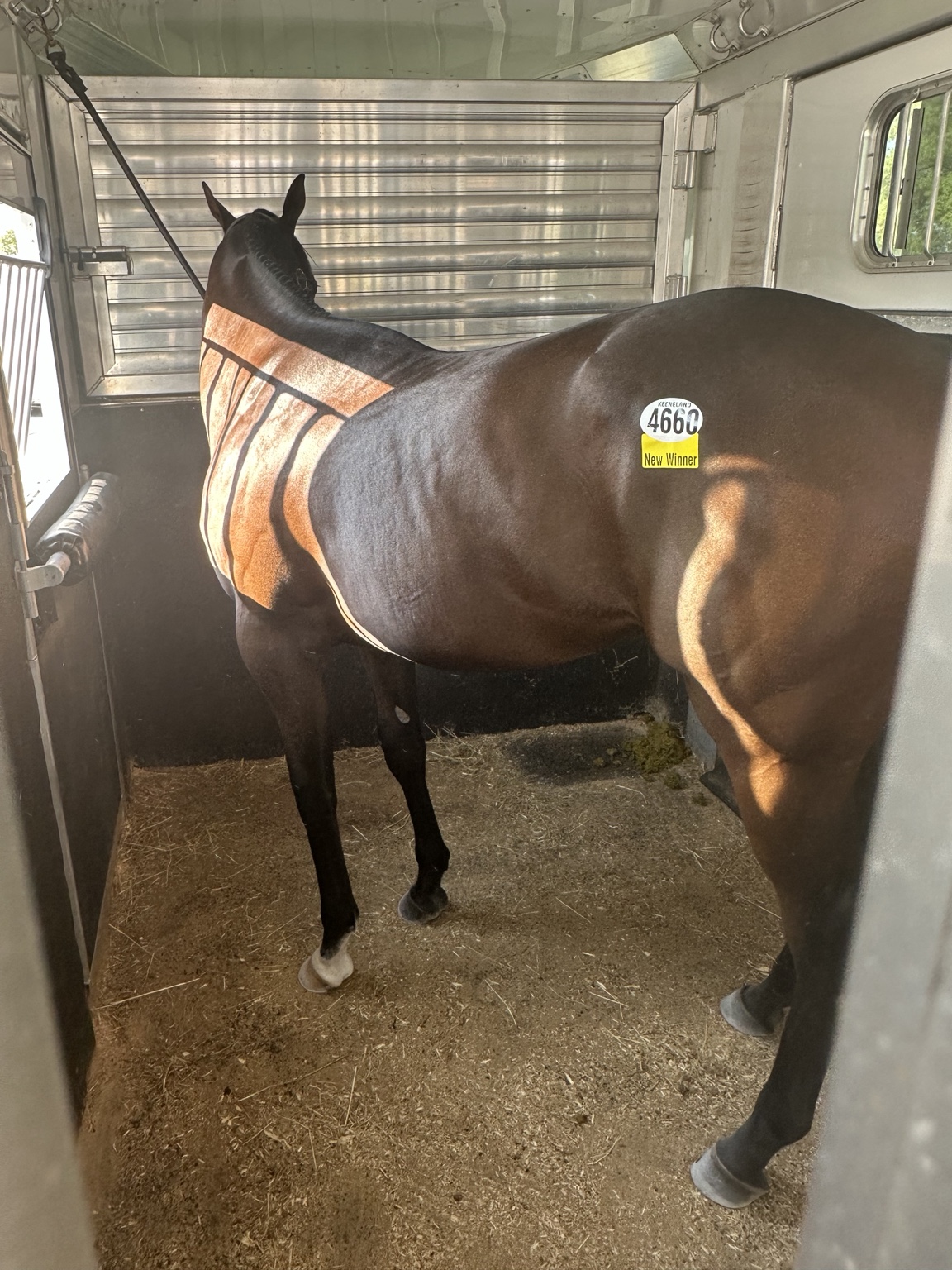 Keeneland Hip 4660 wearing his New Winner sticker in the trailer