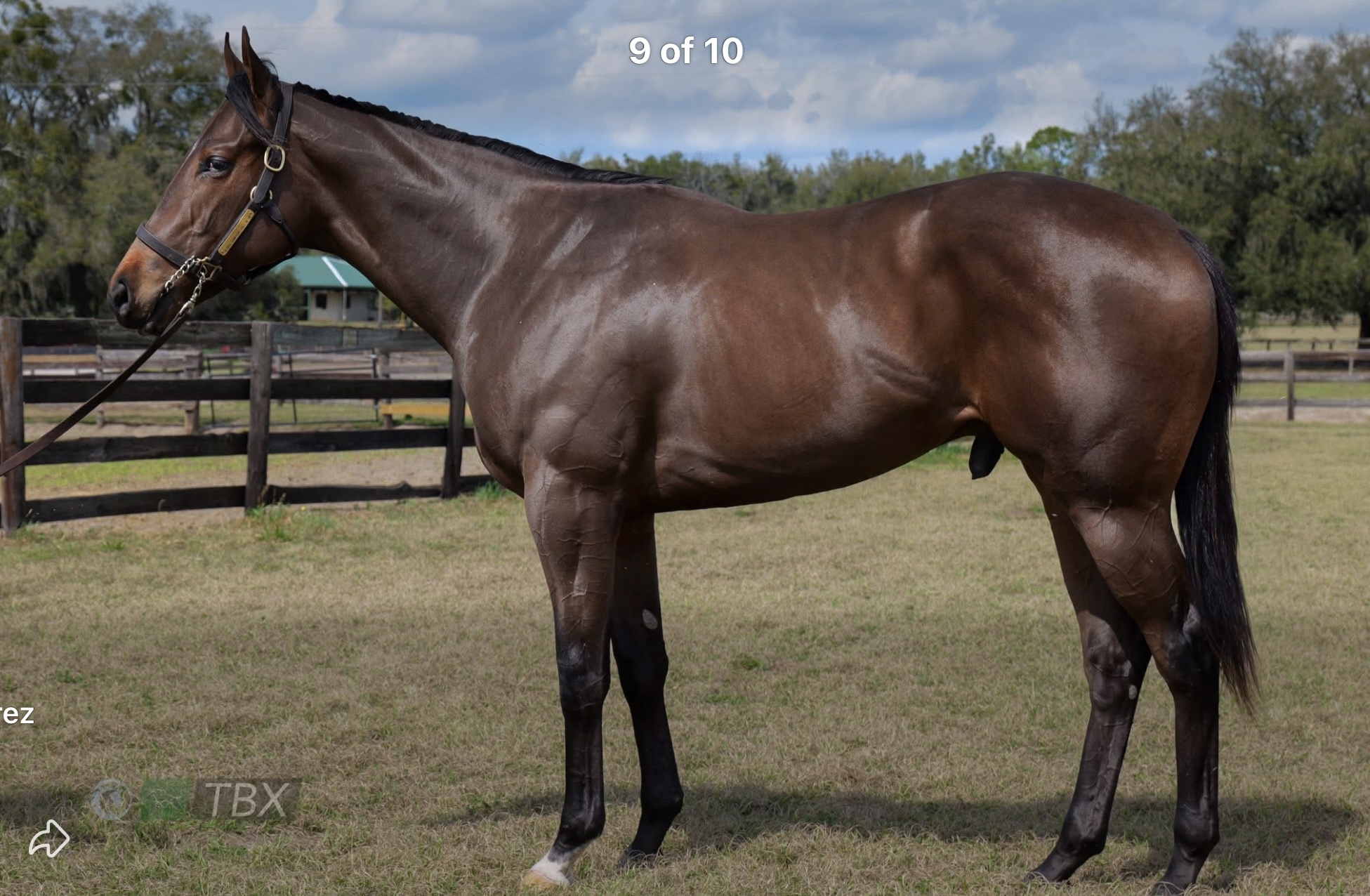 Global Campaign colt developed into a two-year-old for OBS March