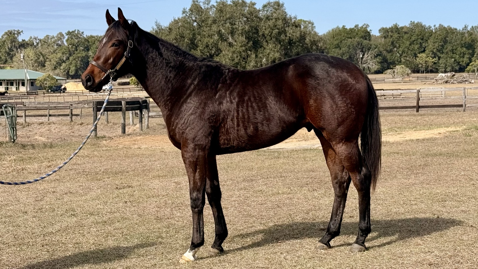 Global Campaign colt during his early development in Ocala