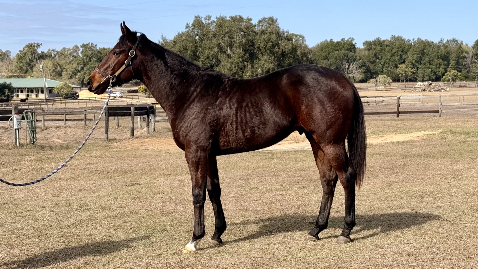 Early Ocala conformation photo of the Global Campaign colt