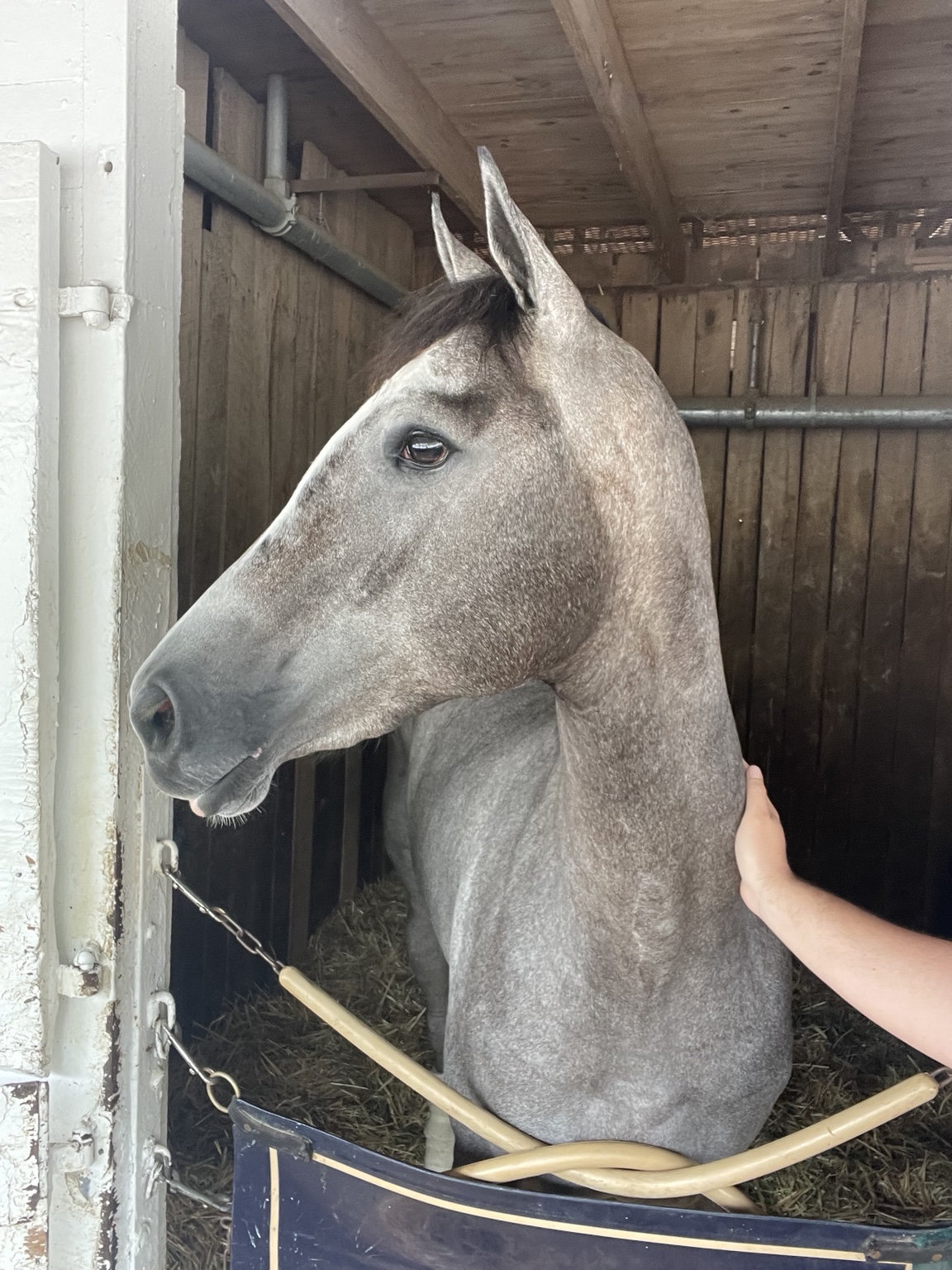 Hope Continually's head and neck after her development