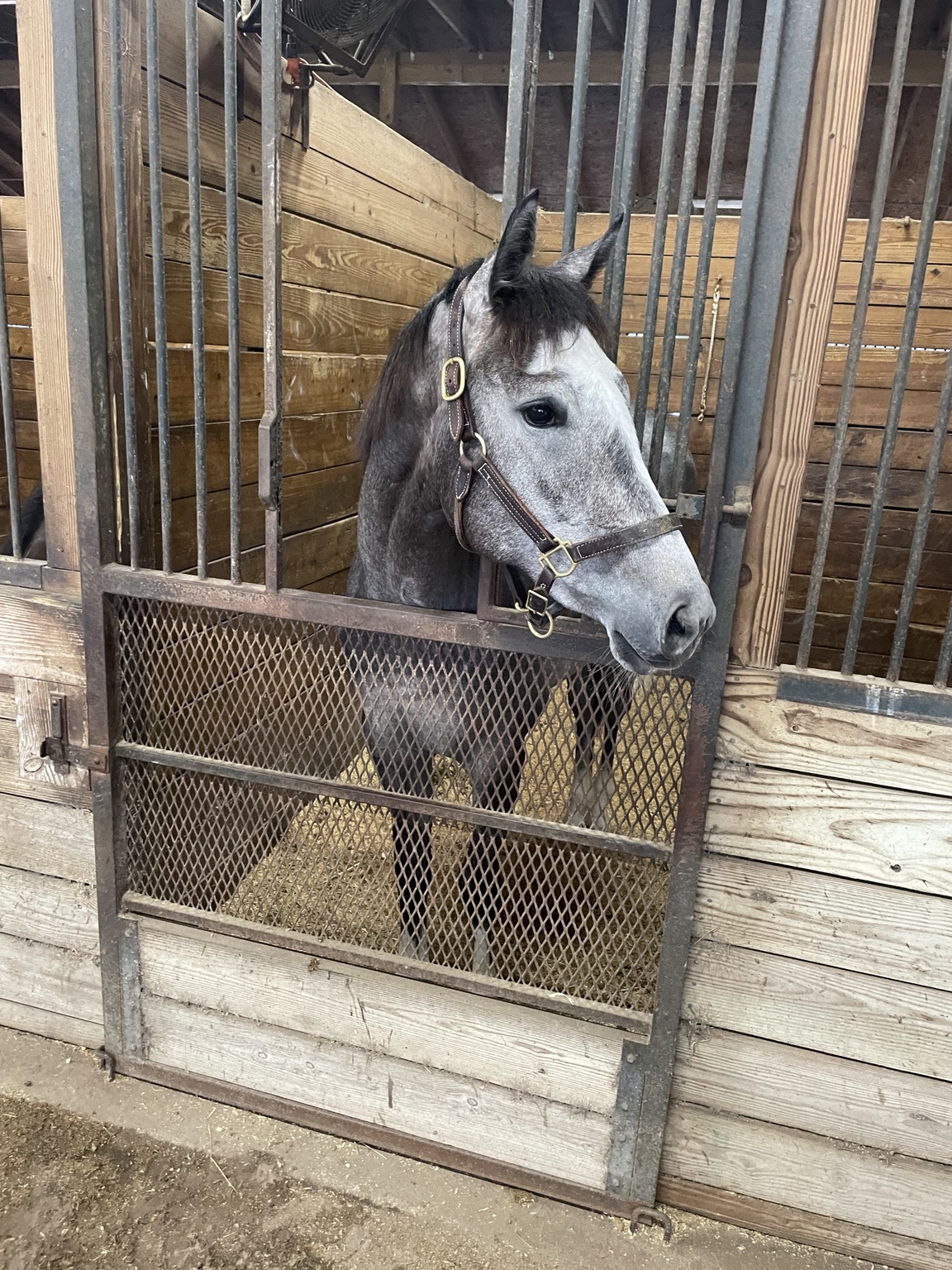Hope Continually looking out from her Ocala stall