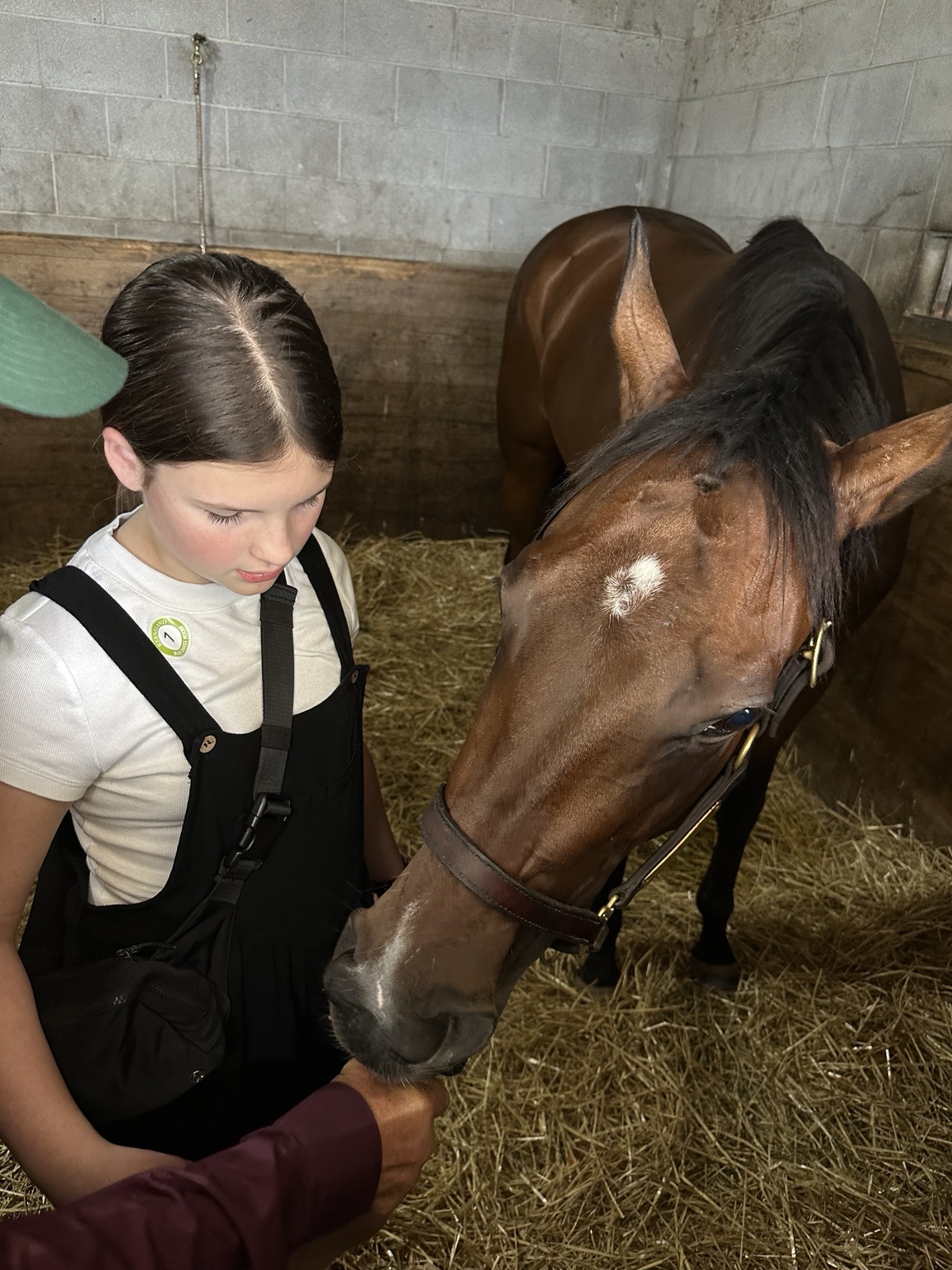 Kachow receiving affection in the barn