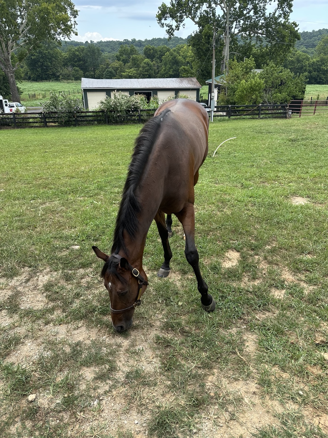 Kachow grazing in retirement at True North Farm