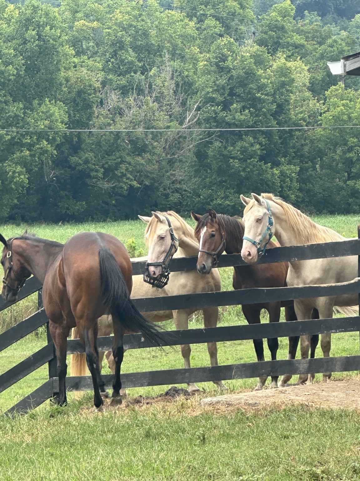 Kachow in her pasture with other horses